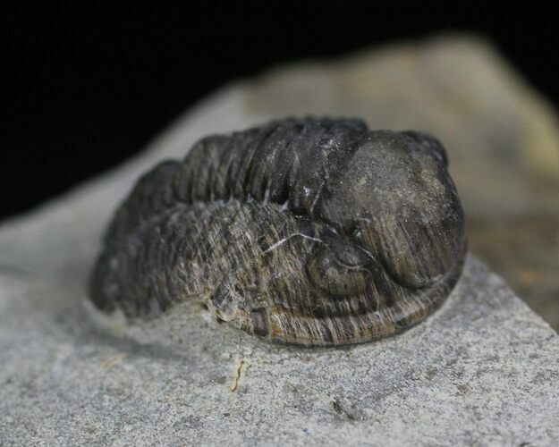 Uniquely Colored Eifel Gerastos Trilobite - Germany #27431